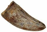 Serrated, Theropod (Deltadromeus?) Pre-Max Tooth - Morocco #341237-1